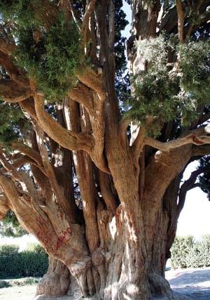 درخت شگفت انگیز در ایران که به دست پسر نوح کاشته شد + تصویر