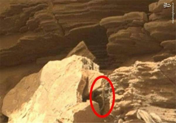 موجودی شبیه مار که وجود حیات را در مریخ ثابت می کند + تصویر