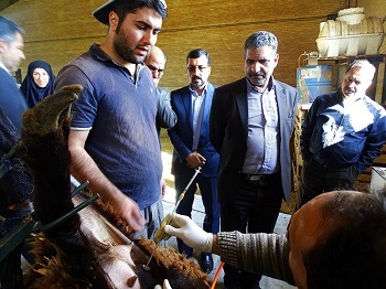 اجرای طرح آمیخته‌گری گوسفند به روش لاپاراسکوپی در اشکذر