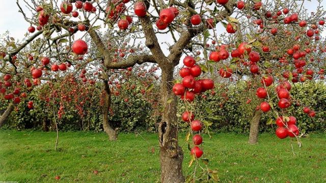 احیای باغ سیب مهرشهر پس از گذشت ۱۰ سال