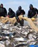 صید روزانه ۵۰ تا ۷۰ تن ماهی از دریای مازندران