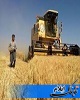 پیش بینی برداشت  ۳۹۹ هزارتن گندم در استان ایلام