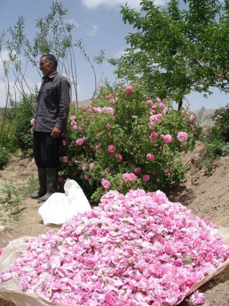 آغاز برداشت گل محمدی در مهریز