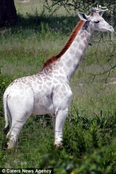 زرافه&zwnj;ای با رنگ سفید +عکس