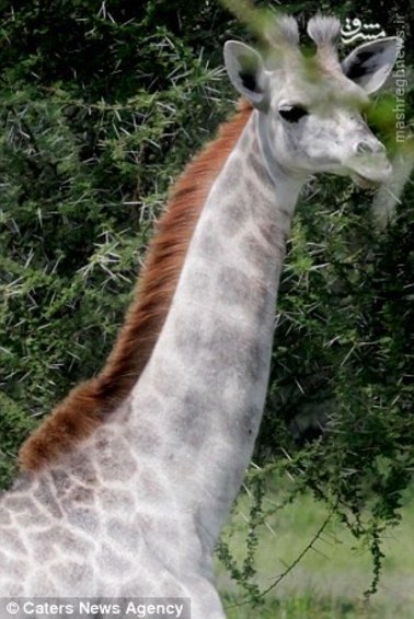 زرافه&zwnj;ای با رنگ سفید +عکس