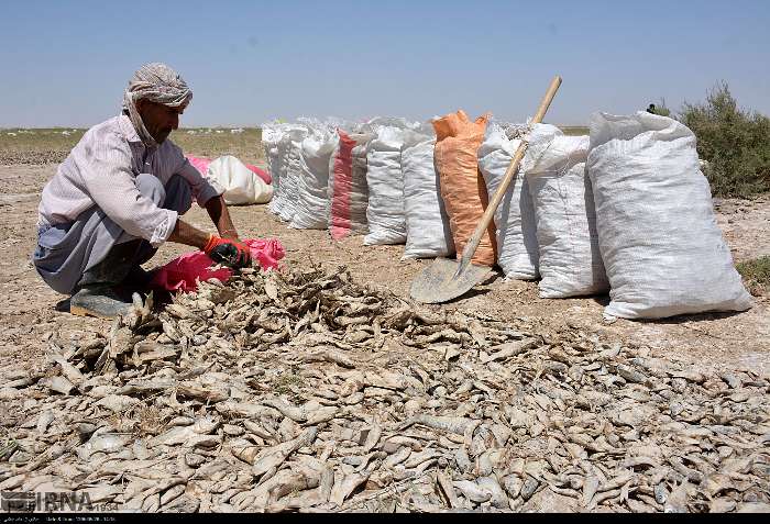 فاجعه زیست محیطی در هامون + تصاویر