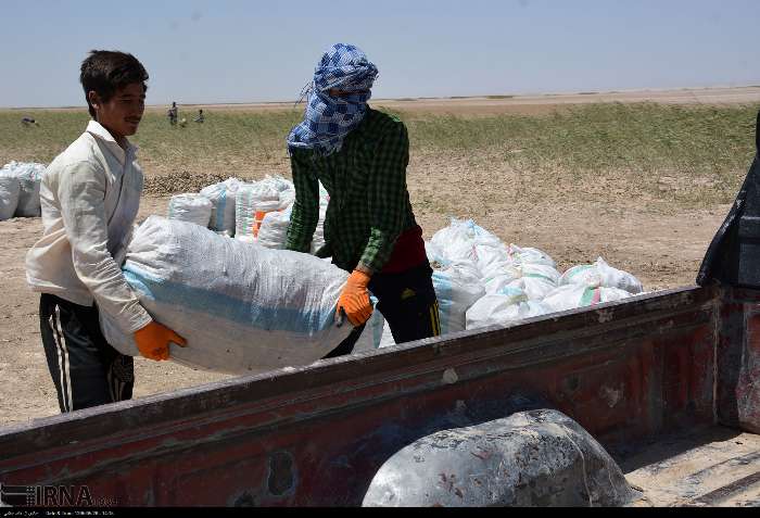 فاجعه زیست محیطی در هامون + تصاویر