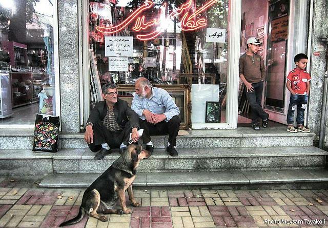 سگ های ولگرد مخل آرامش دماوند سگ های ولگرد مخل آرامش دماوند