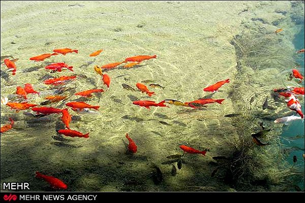 آکواریوم طبیعی کوهبنان اعجاز طبیعت کرمان