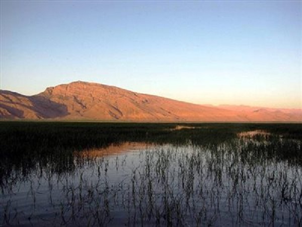 چرا می‌خواهند در 