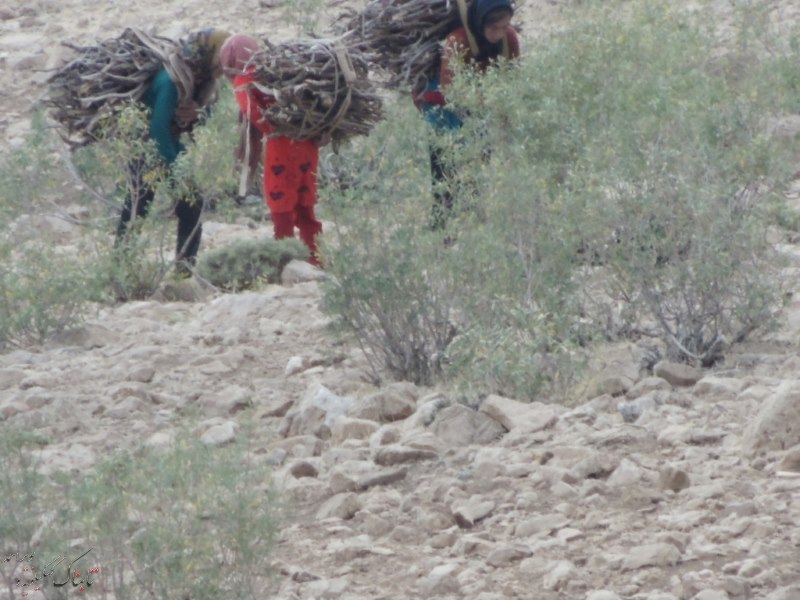 در آخر دنیا هنوز دختران هیزم به دوش هستند! / دخترکانی زیبا که در شیرینترین روزهای زندگی کمرهایشان خم می شود! + تصاویر و فیلم