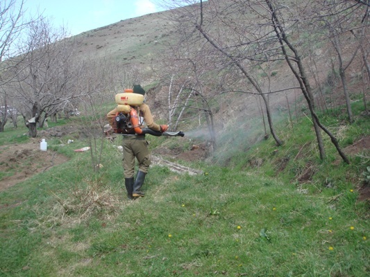 مبارزه با آفت ملخ در سطح ۱۰۰۰هکتار از اراضی کشاورزی شهرستان قزوین مبارزه با آفت ملخ در سطح ۱۰۰۰هکتار از اراضی کشاورزی شهرستان قزوین