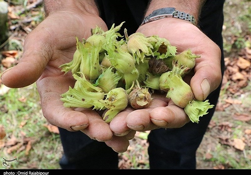 باغداران شرق گیلان از نابودی دسترنجشان می‌گویند