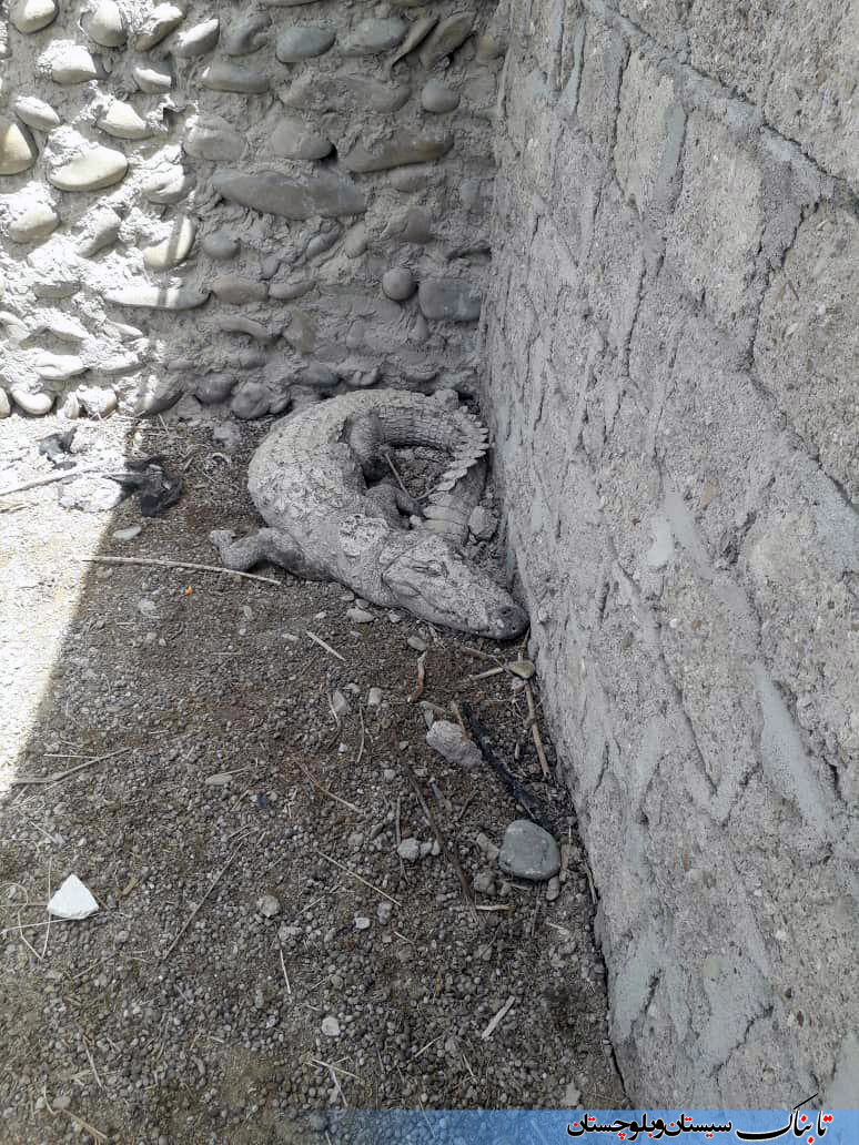 به دام افتادن تمساح در روستای هوتک چابهار + تصاویر