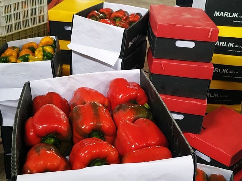 شرکت تعاونی گلخانه کاکی بوشهر ۸۵۰ تن فلفل صادر کرد شرکت تعاونی گلخانه کاکی بوشهر ۸۵۰ تن فلفل صادر کرد