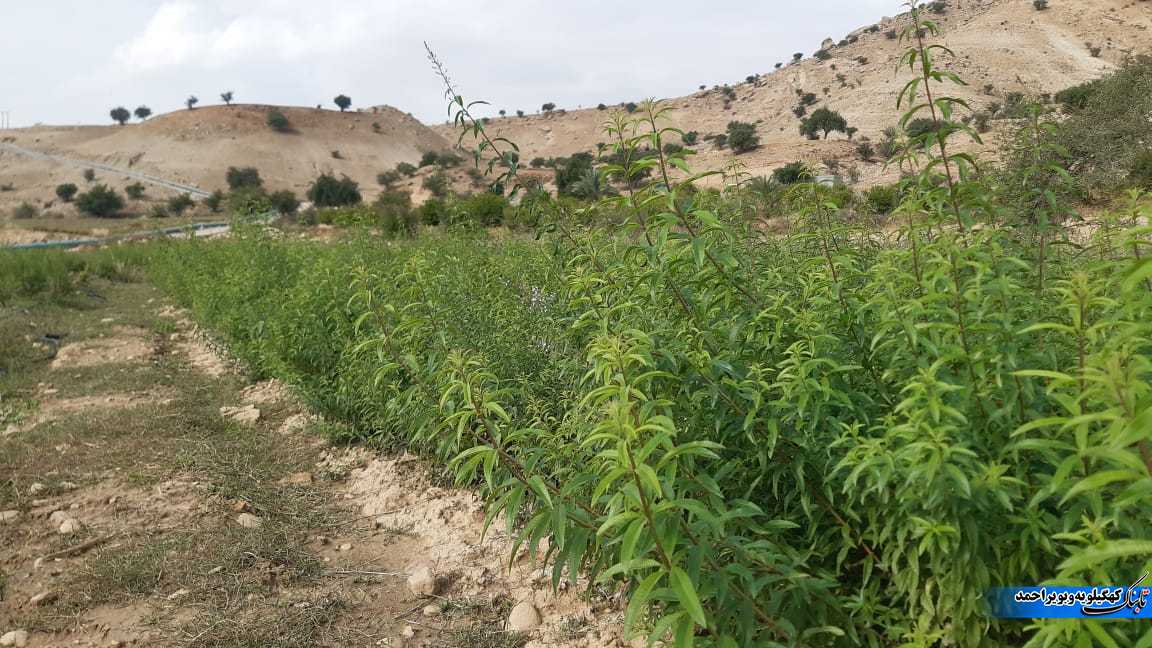 بازدید آموزشی کارشناسان و کشاورزان استان ایلام از مزارع گیاهان دارویی شهرستان لنده+تصاویر بازدید آموزشی کارشناسان و کشاورزان استان ایلام از مزارع گیاهان دارویی شهرستان لنده+تصاویر