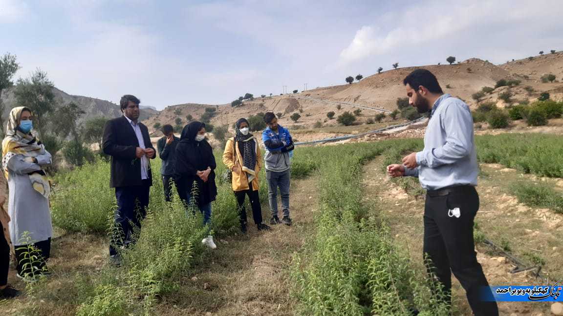 بازدید آموزشی کارشناسان و کشاورزان استان ایلام از مزارع گیاهان دارویی شهرستان لنده+تصاویر بازدید آموزشی کارشناسان و کشاورزان استان ایلام از مزارع گیاهان دارویی شهرستان لنده+تصاویر