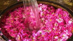 برگزاری جشنواره گلابگیری در نظرآباد برگزاری جشنواره گلابگیری در نظرآباد