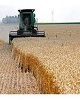 ۲۹۰ هزار تن گندم از سوی کشاورزان استان برداشت شده است