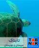 آغاز تخم‌گذاری لاک‌پشت‌های سبز در جنوب سیستان و بلوچستان