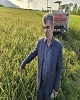 خوشه دهی برنج در ۶۸ درصد اراضی شالیزاری گیلان