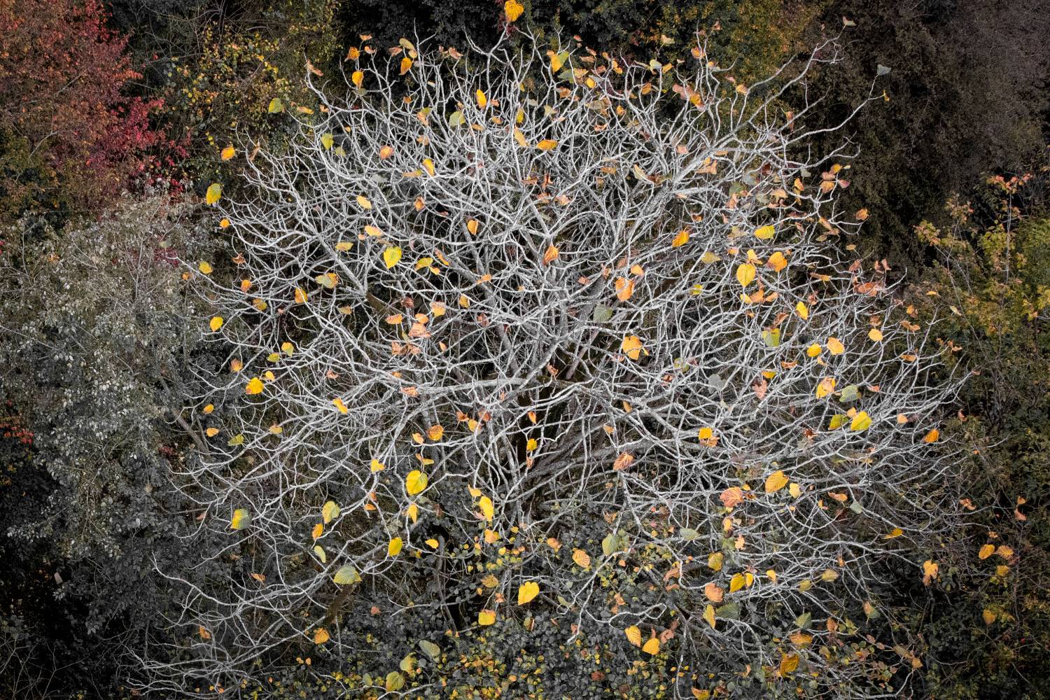 طبیعت پائیزی جنگل دالخانی و نمک آبرود مازندران