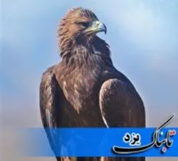 عقاب طلایی، نماد جدید فوتبال ایران